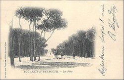 v_beyrouth_les_pins_01.jpg