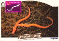 v_vue_postojna_009.jpg