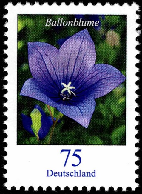 balloon_flower.jpg